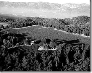 napa vineyard