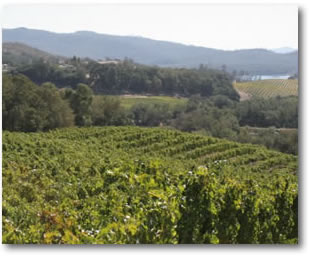 napa vineyard